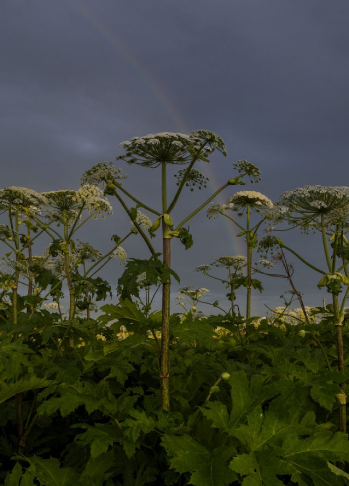 Hogweed