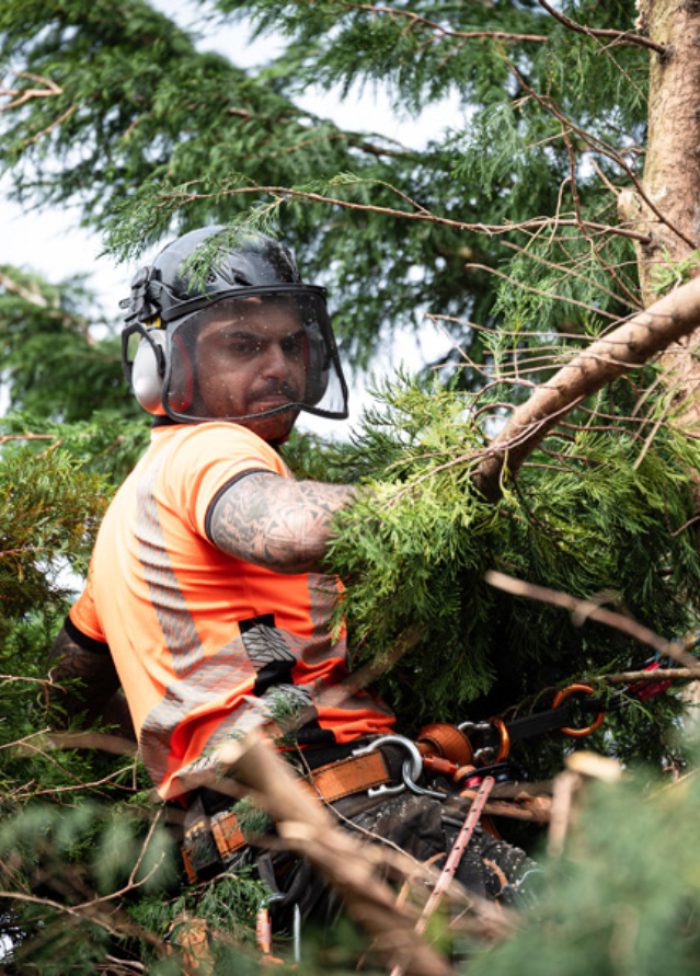 Tree surgeon pruning conifers
