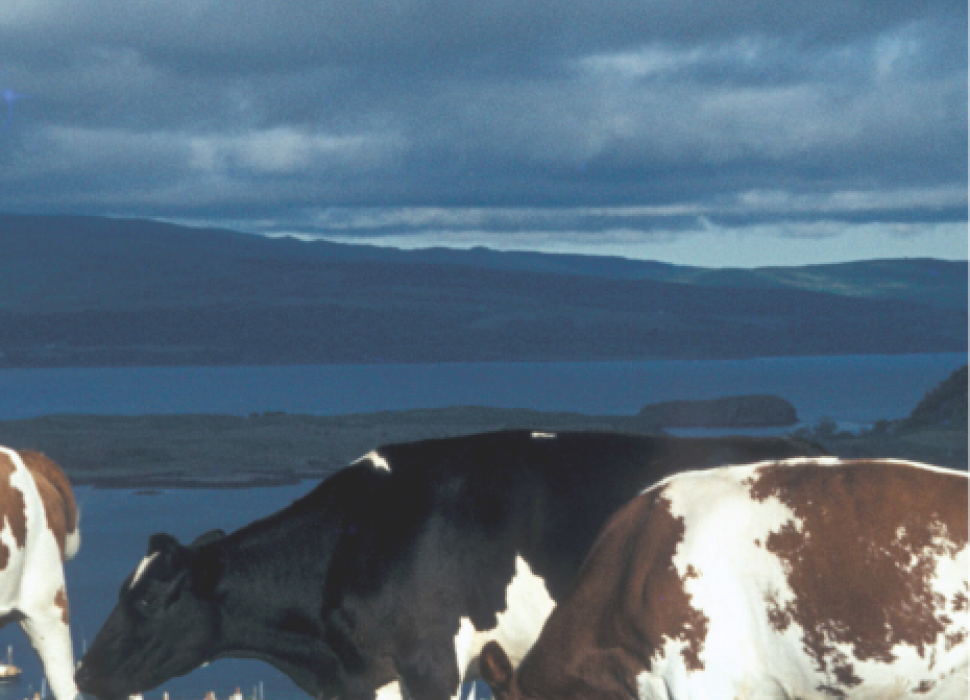 Cows small