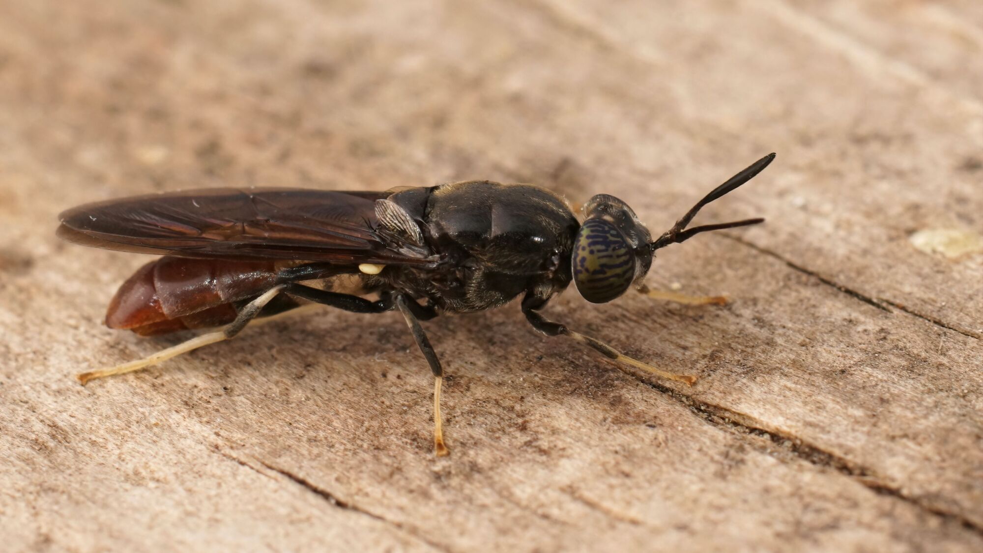 Detailed closeup on a cosmopolitian species, the black soldier fly, Hermetia illucens sitting on wood