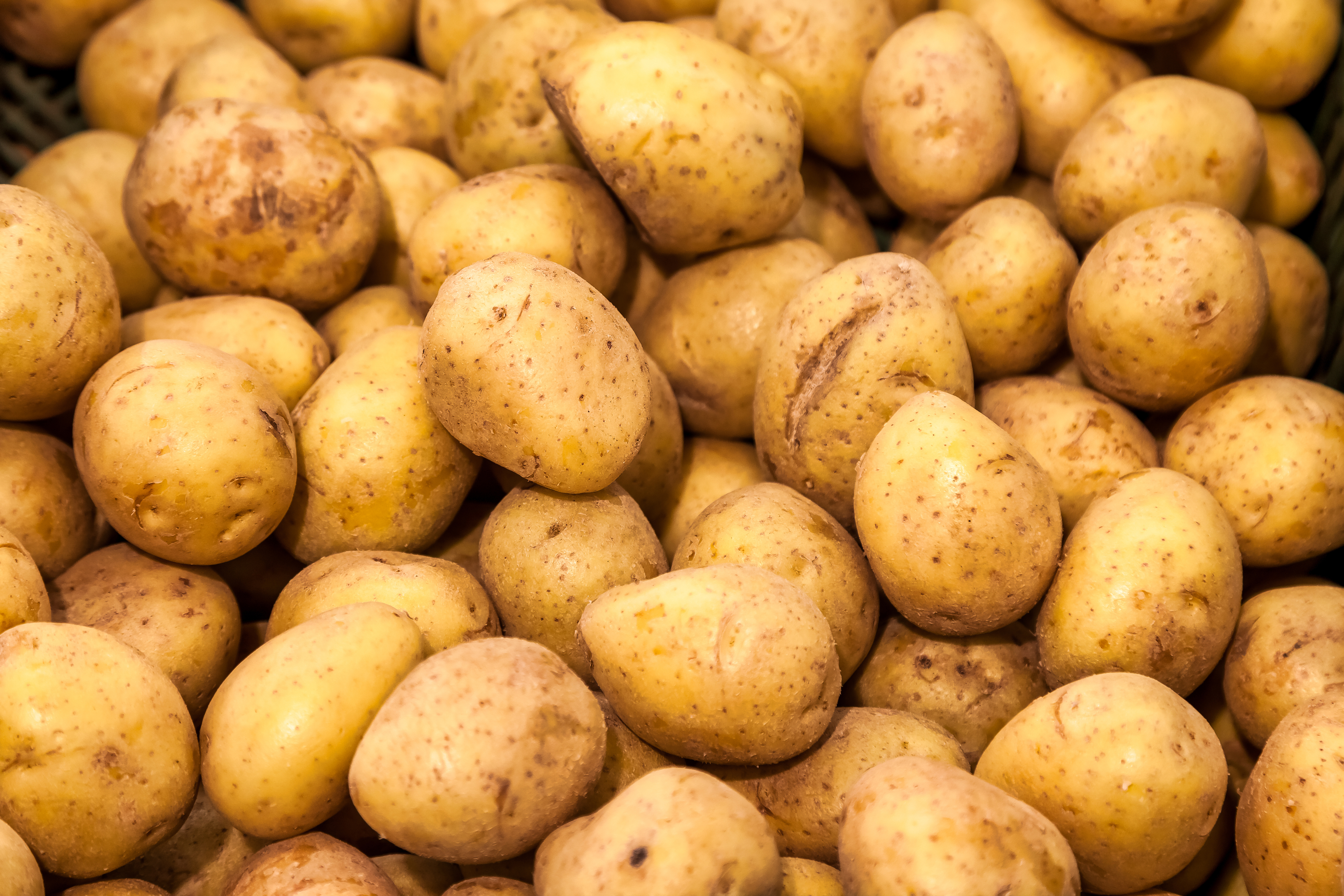 A large quantity of raw, light yellow potatoes fills the entire frame. The potatoes are unpeeled and have some dirt on them. They have small dark spots all over.