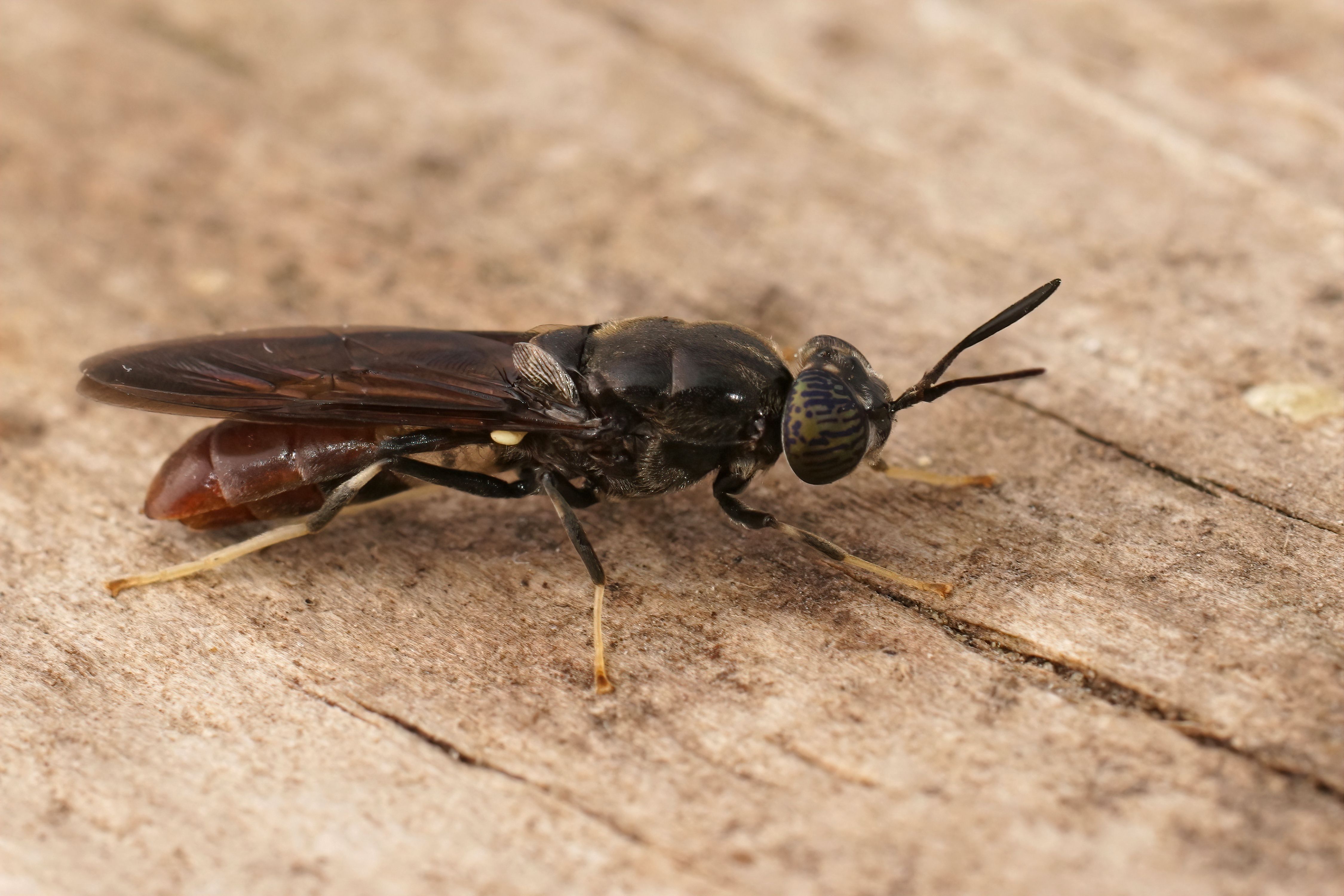 Detailed closeup on a cosmopolitian species, the black soldier fly, Hermetia illucens sitting on wood