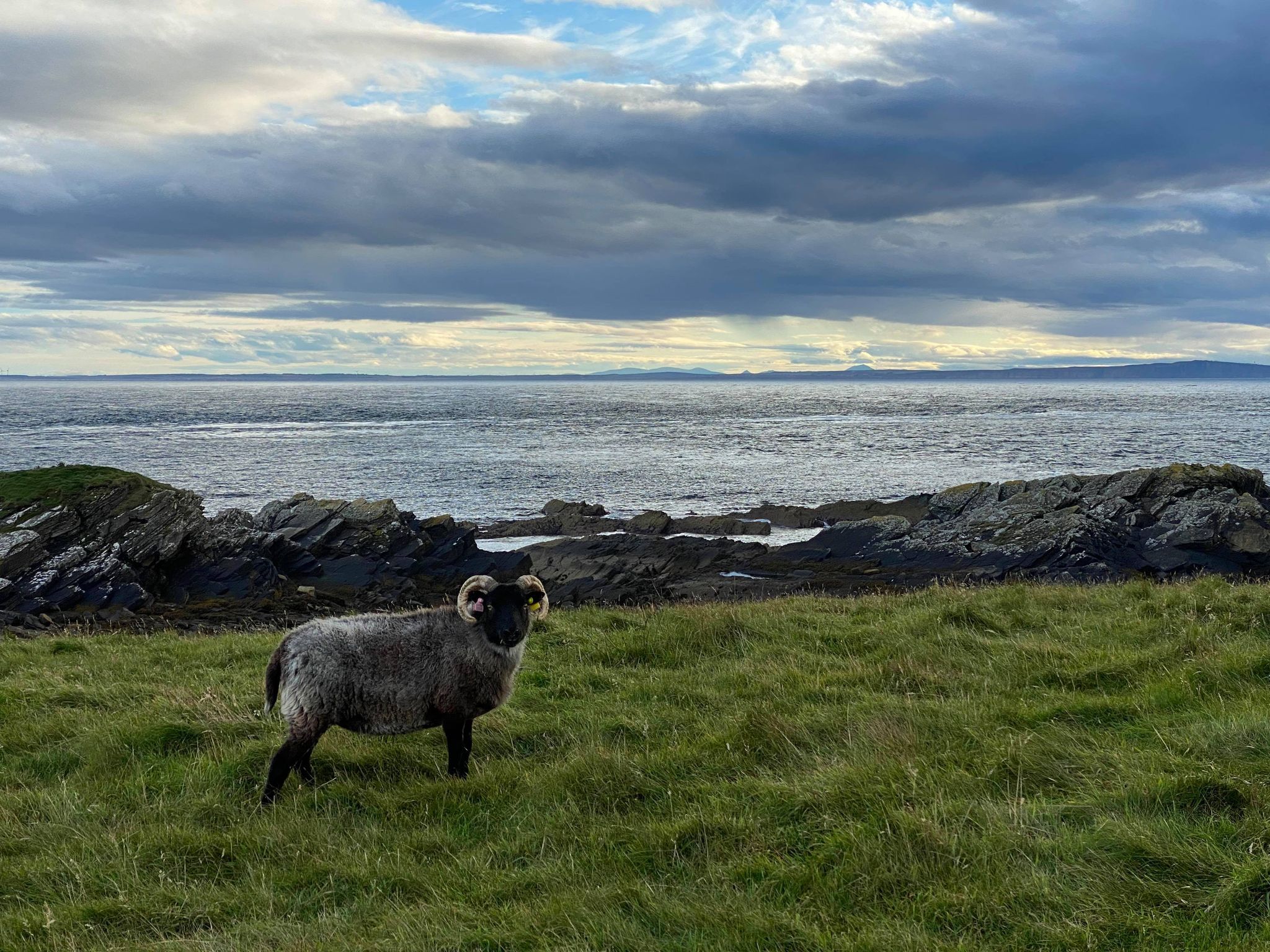 Senior ewe Flo settling into her new home in Hoy