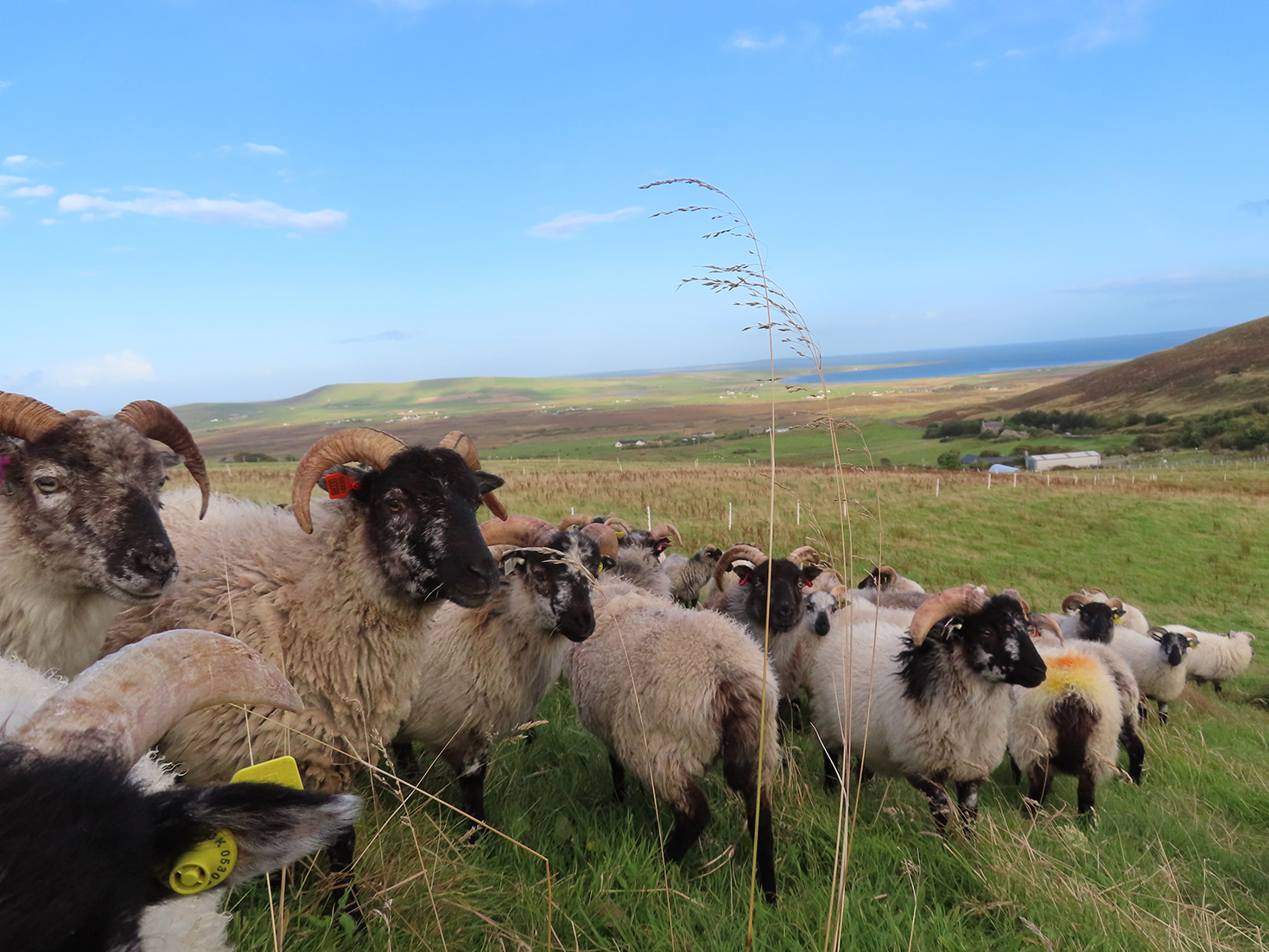 Orkney Boreray Presidium Award 2021