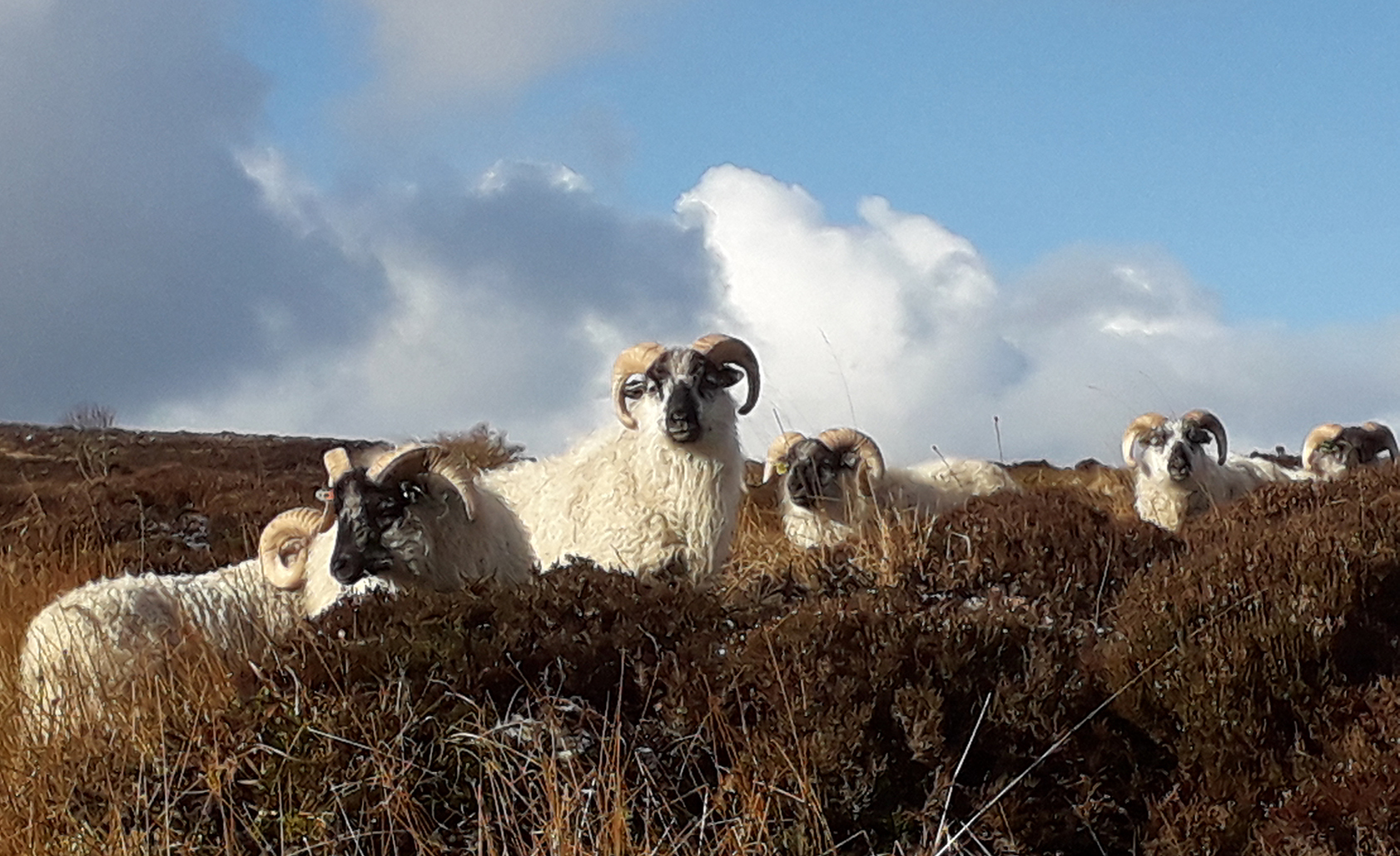 Orkney Boreray sheep, blue sky and clouds