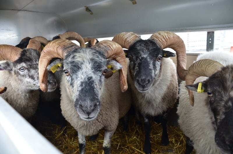 Orkney Boreray sheep in trailer transport