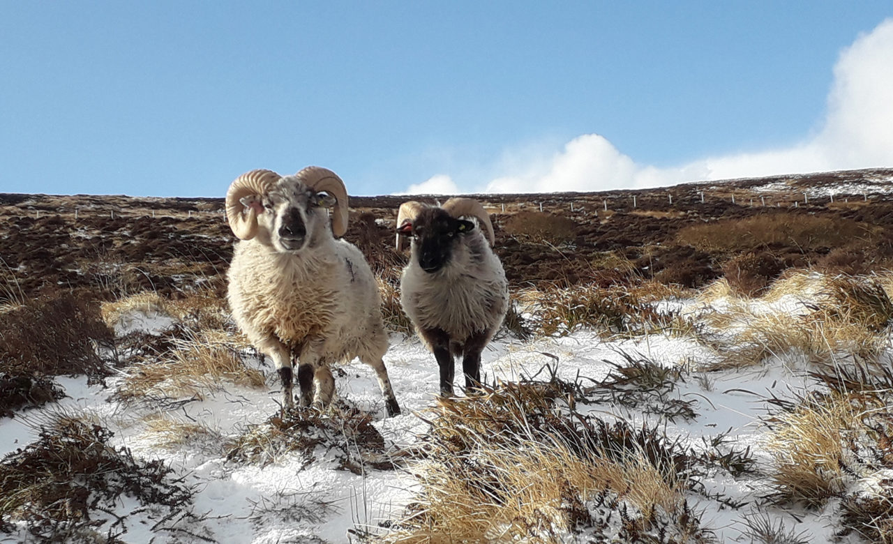 Orkney Boreray sheep in snowy moor