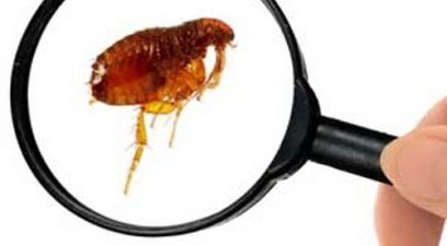 Flea magnified | Flea removal in Maidstone