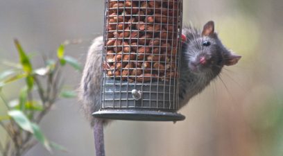 Rat on the bird feeder