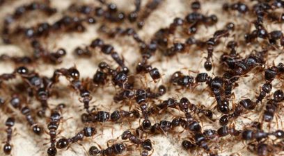 Ants in the house, ant treatment needed