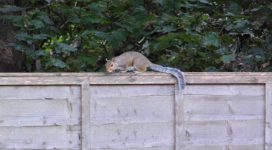 Squirrel Removal