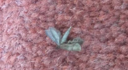 Moth removal treatment has dealt with the moth found here and the larvae.