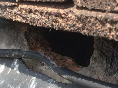 Squirrels in the loft