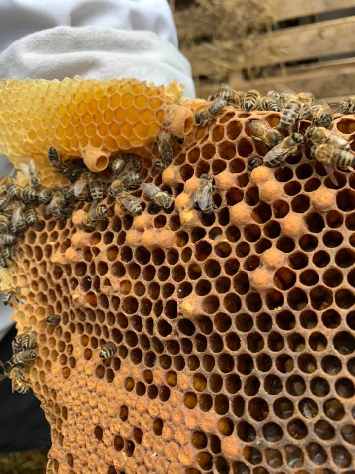 Removal of bees and honeycomb.