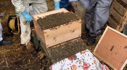 Honey bees in crate | Bee swarm removal Kent