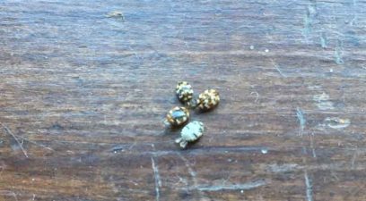 Carpet beetle | Pest control service contract