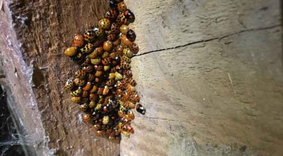 Ladybird Removal Treatment