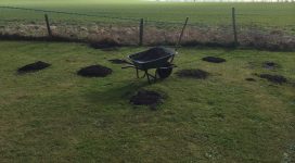 Garden mole removal in progress by the Maidstone Mole Catcher