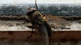 Fly Control to deal with the cluster fly | Pest-Tech