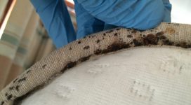bed bugs treatment | Bed bug removal in Maidstone