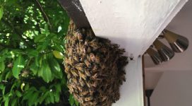 Bee Swarm | Bee removal in Maidstone
