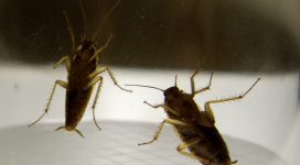 Cockroach Treatment | German cockroach infestation
