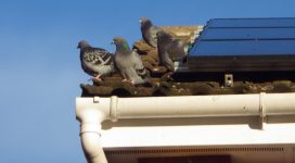 pigeon control needed on the roof