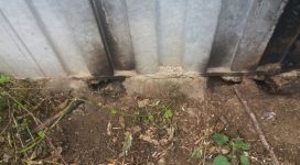 Rat Removal Job at a farm site.