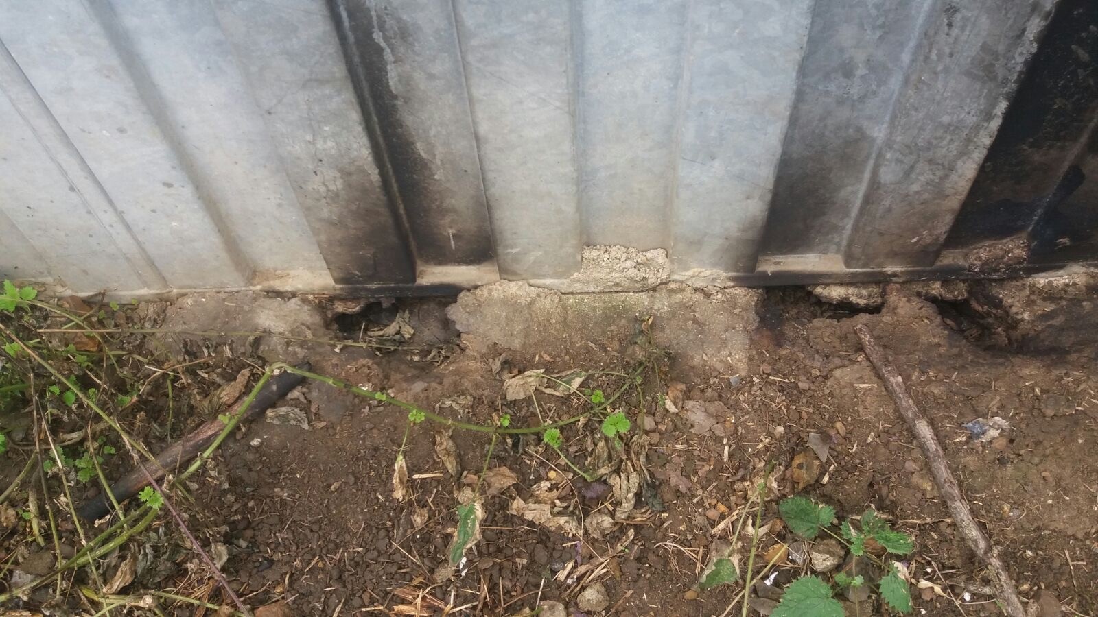 Rat Removal Job at a farm site.