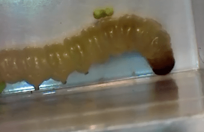 Indianmeal Moth Larvae | Pest Control Sevenoaks