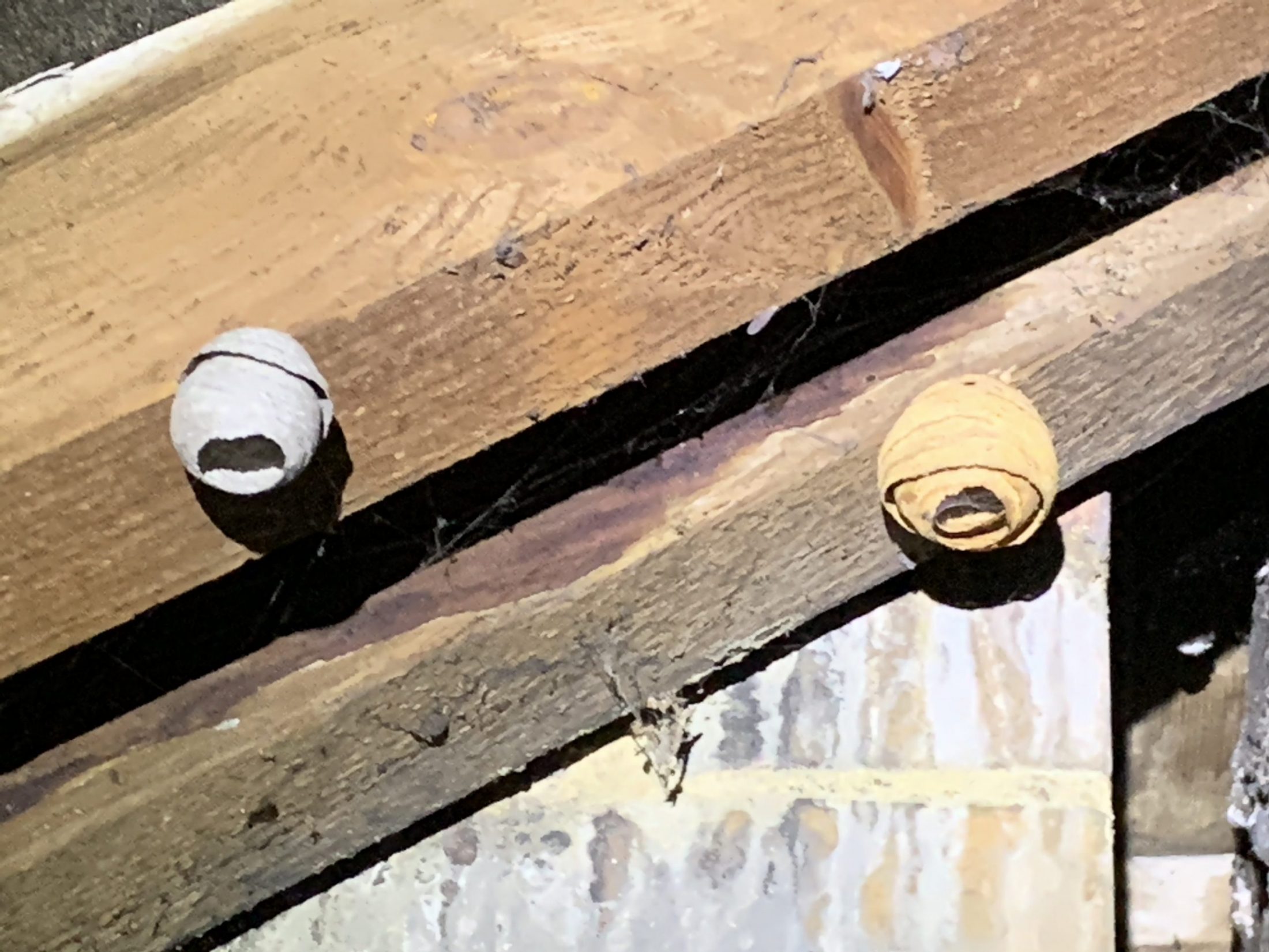 Wasp nest in the early stages