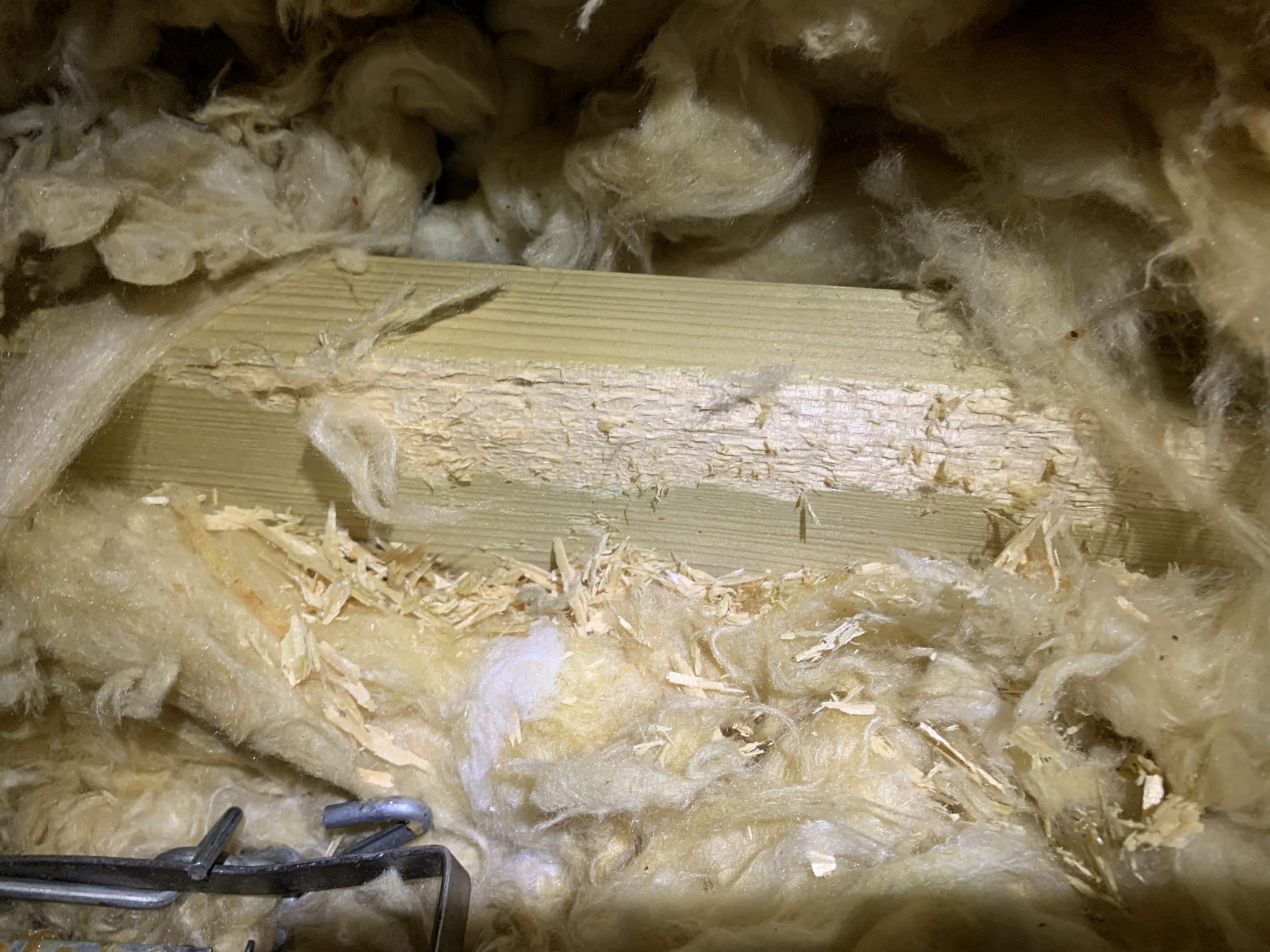 Damage caused by squirrels in the loft gnawing on timbers.