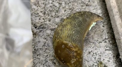 Slugs In My House Pest Infestation Pest Control In Maidstone