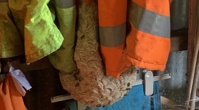 Wasp nest removal in Maidstone