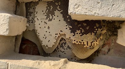 Honey bee removal from a wall