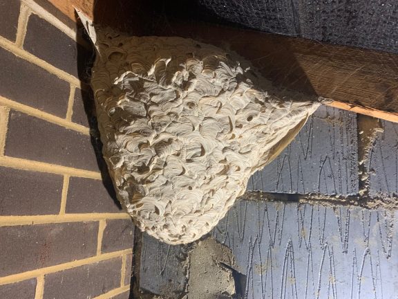 Wasp nest housing hundreds of carpet beetle larvae