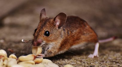 is it worth having pest control