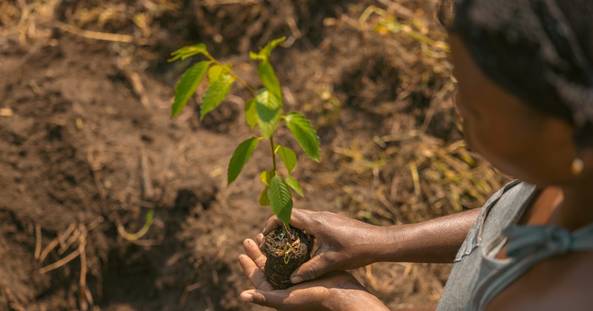 Trees for Global Benefits (Plan Vivo, Uganda)