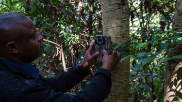 A man attaches a camera to a tree in a shaded forest