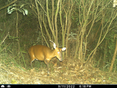 A deer in a clearing in the forest captured on a camera trap