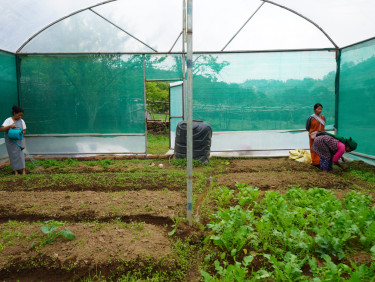 A polytunnel with leafy vegetables growing and three women, one watering the plants, and the other two weeding
