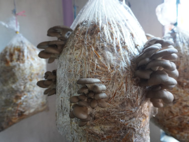 Bags of straw with mushrooms growing out of them hanging in a room