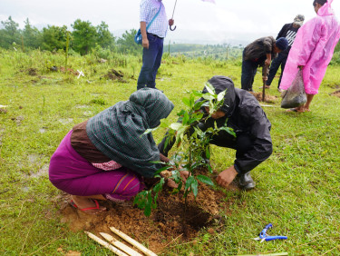 Two people planting a seedling in a field