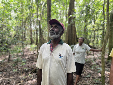 A man in a baseball cap stands looking up in a forest