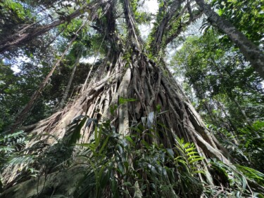 A view from below of a big tree with vines growing on it.