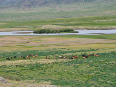 A herd of cattle in the middle ground of a grassy landscape