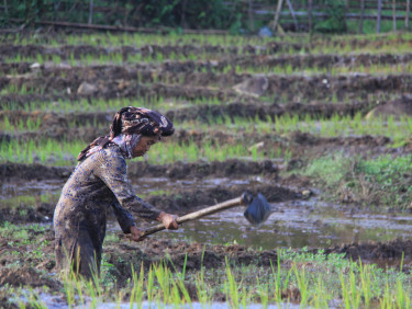 A woman in a headscarf with a tool in a rice paddy field