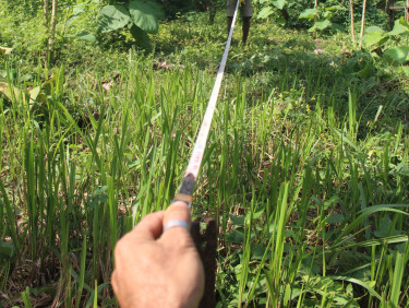 A hand holds one end of a measuring implement which stretches to the trees in the background