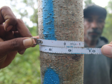 Two hands hold a measuring tape around a small tree trunk