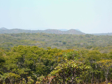 A view of a forested area from above